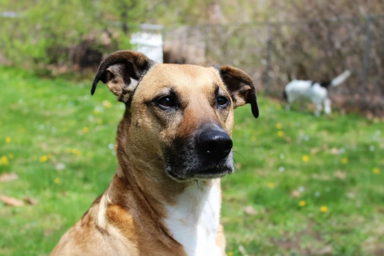 The Unfortunate Disadvantages of a No Kill Dog Shelter You Should Know About
