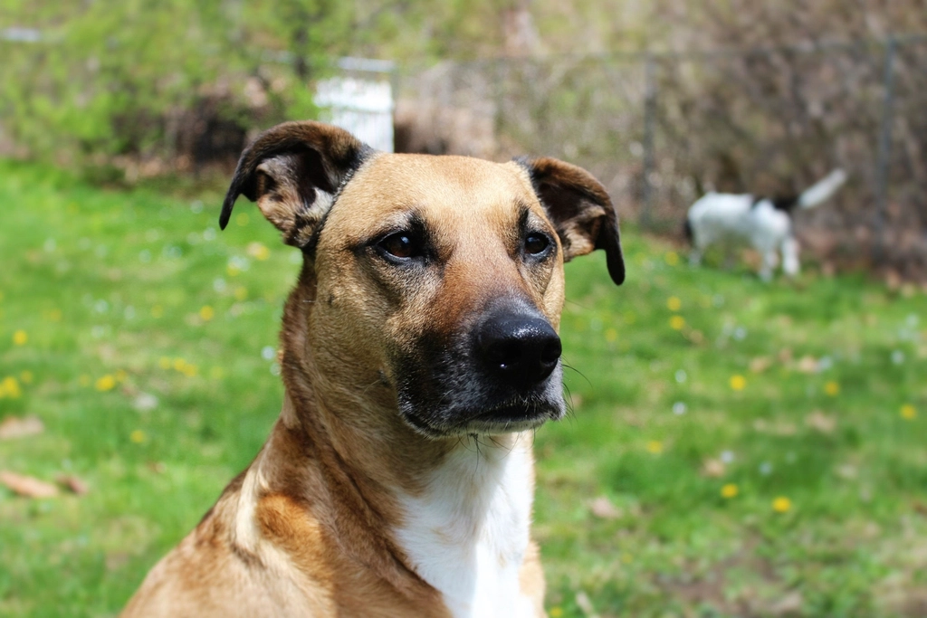 The Unfortunate Disadvantages of a No Kill Dog Shelter You Should Know About