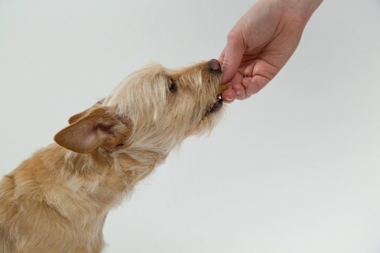 5 Simple Tricks to Help an Anxious Dog Be More Confident