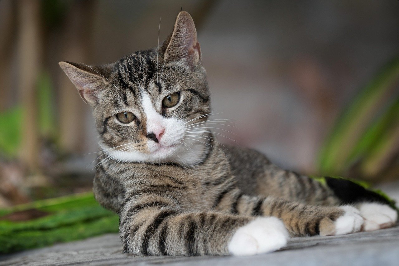 Why the American Shorthair Cat Makes a Great Companion for Seniors Who Love Routine
