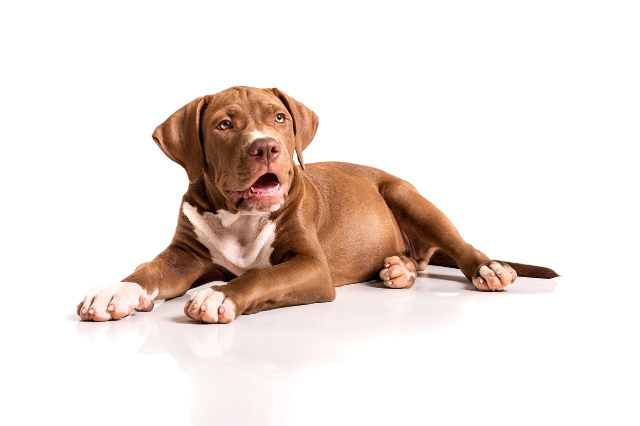 Understanding the Misunderstood: The True Nature of Pit Bulls (image credits: pixabay)