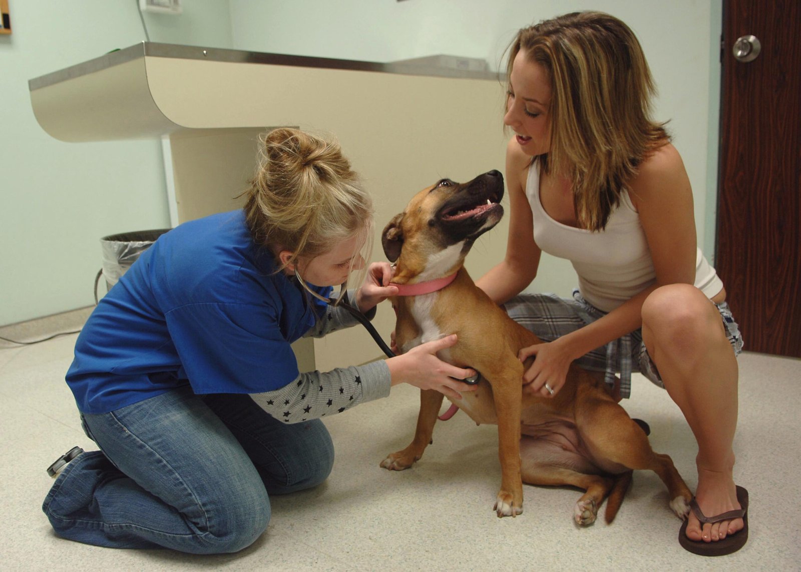 Routine Veterinary Care: Ensuring Optimal Health (image credits: wikimedia)