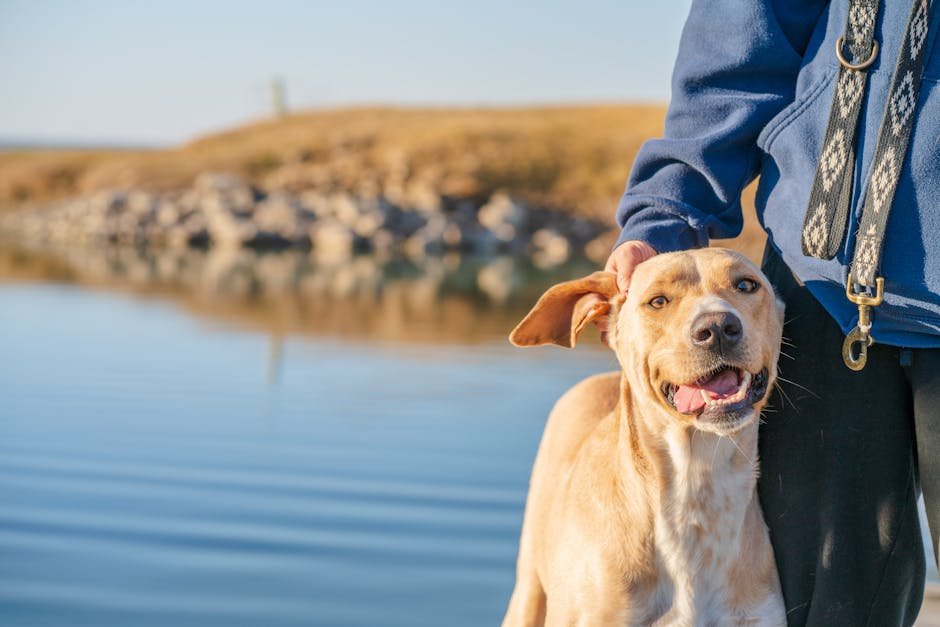 The Bond of a Lifetime: Embracing Your Pit Bull's Loyalty (image credits: pexels)