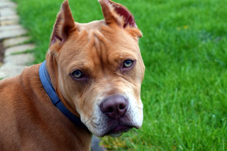 The 10 Care Secrets to Unlock the Loyal Heart of a Misunderstood Pit Bull