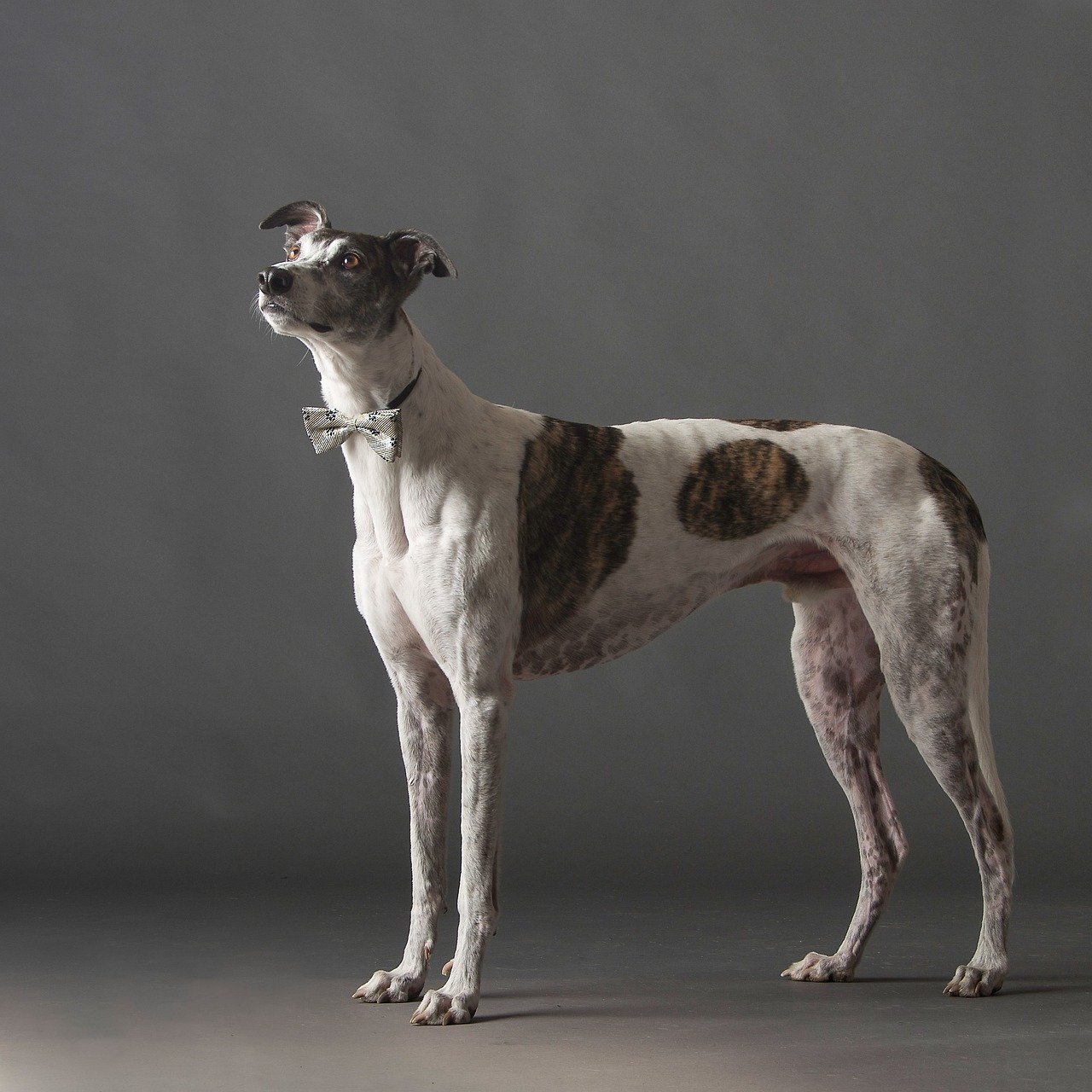 Greyhound: The Graceful Gentle Giant (image credits: pixabay)
