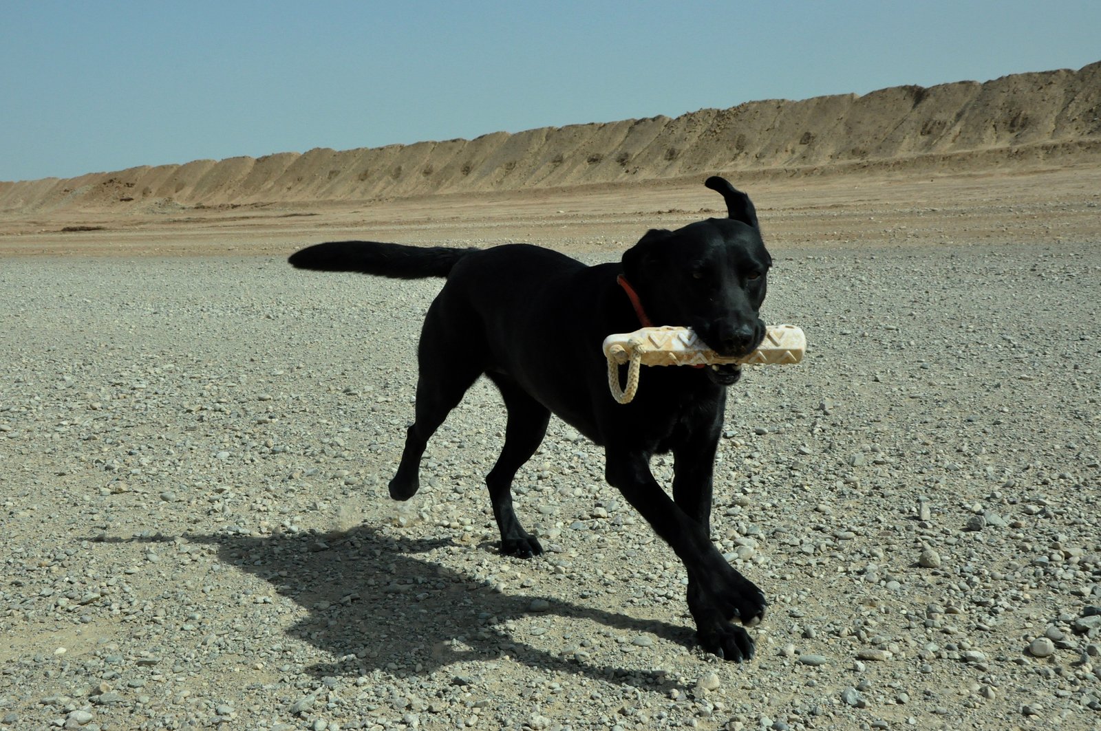 Labrador Retriever: Fetch Enthusiast Extraordinaire (image credits: wikimedia)