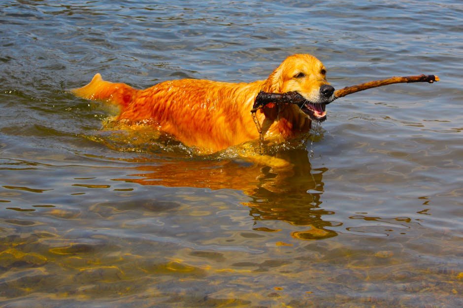 Golden Retriever: The Gentle Fetcher (image credits: pexels)