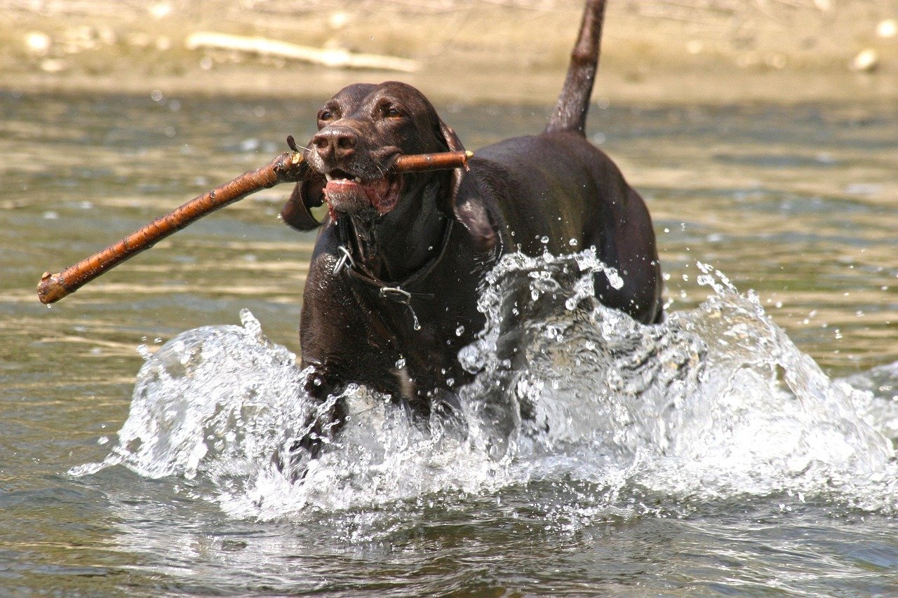 German Shorthaired Pointer: Fetch with Purpose (image credits: pixabay)