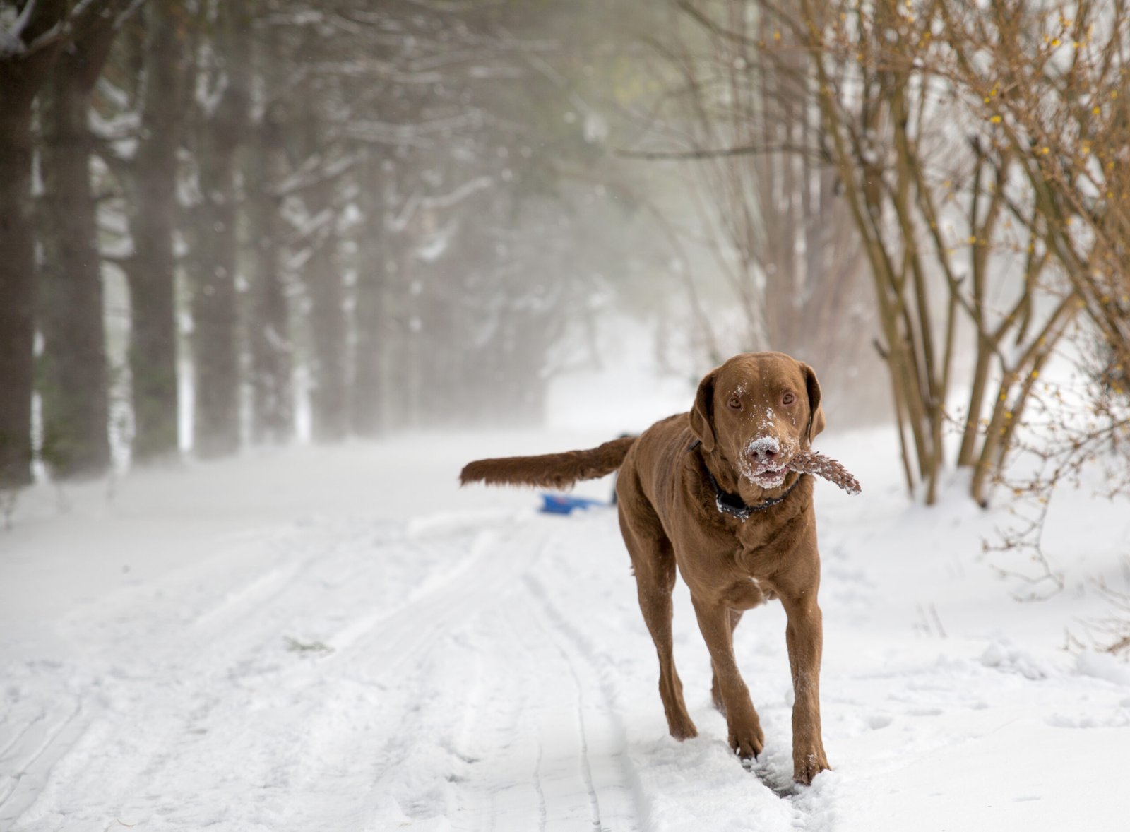 Chesapeake Bay Retriever: Water-Loving Fetch Aficionado (image credits: wikimedia)