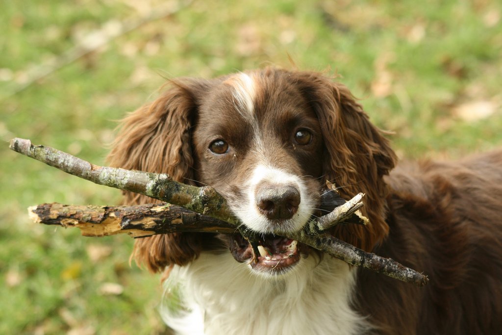 English Springer Spaniel: The Versatile Fetcher (image credits: wikimedia)