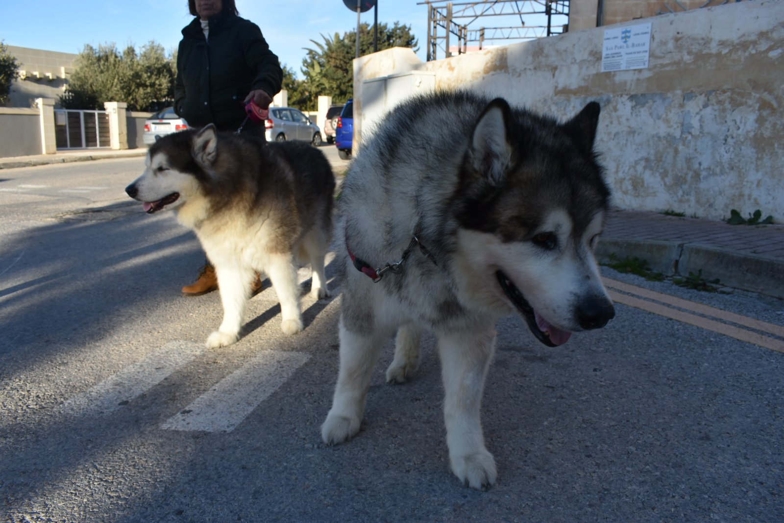 Alaskan Malamute: More Than Just Fetch (image credits: wikimedia)