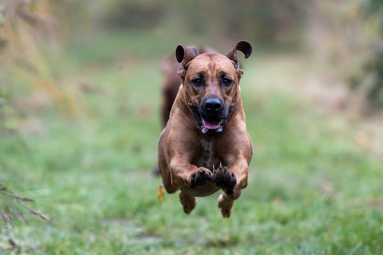 Rhodesian Ridgeback: The Endurance Athlete (image credits: pixabay)