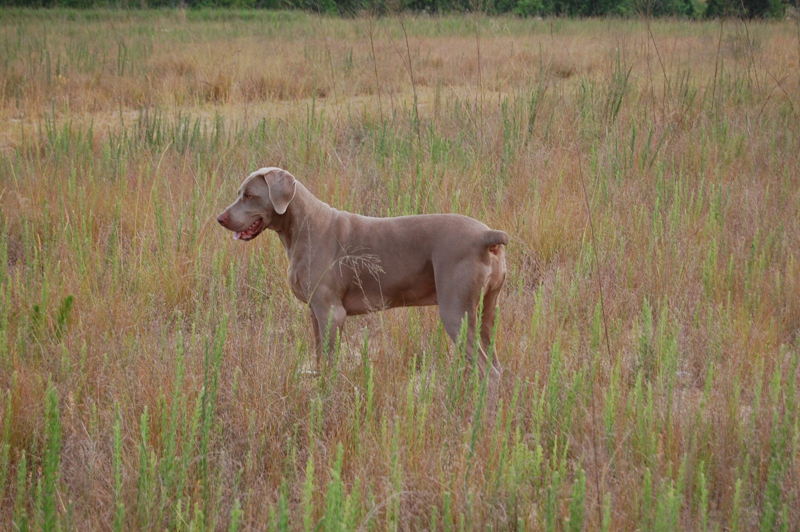 Weimaraner: Thriving on Intensity (image credits: wikimedia)