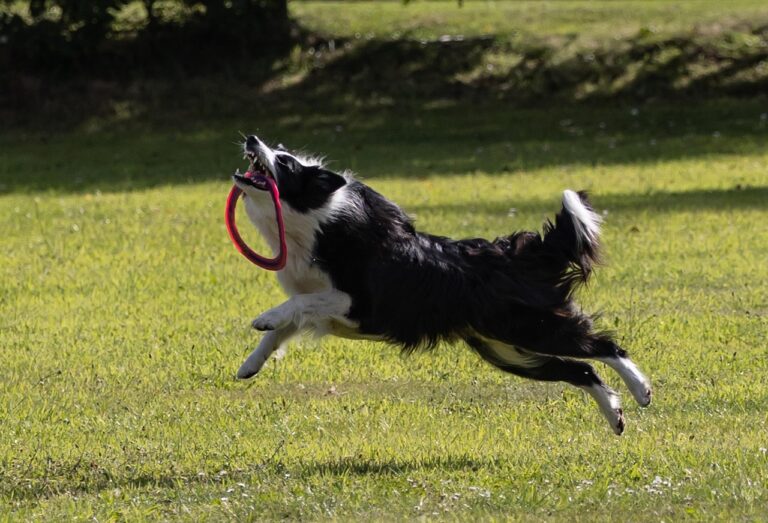 Unleashing the Fun: 10 Dog Breeds Who Love Playing Fetch and 5 That Crave More Intense Activities