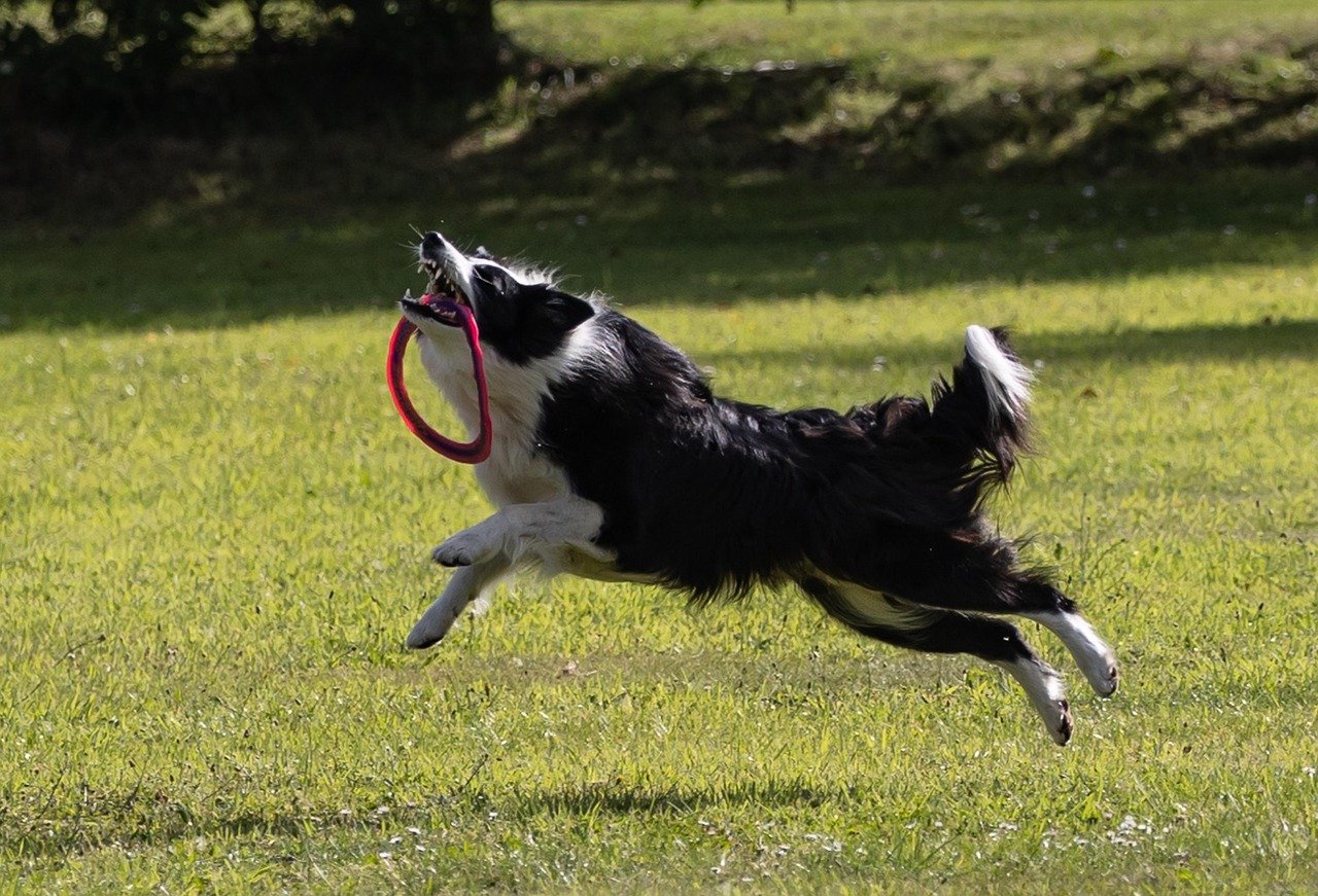 Unleashing the Fun: 10 Dog Breeds Who Love Playing Fetch and 5 That Crave More Intense Activities
