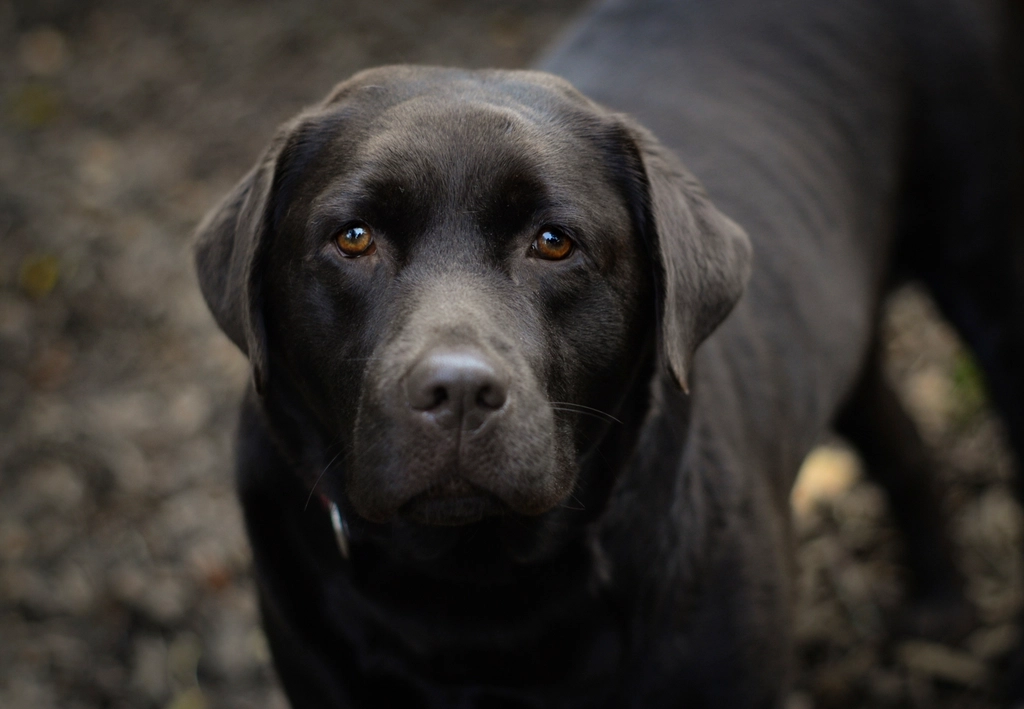 Labrador Retriever (image credits: rawpixel)
