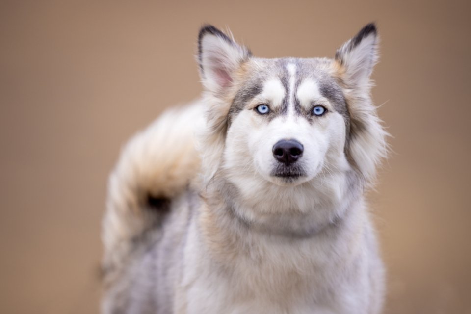 Siberian Husky (image credits: stocksnap)
