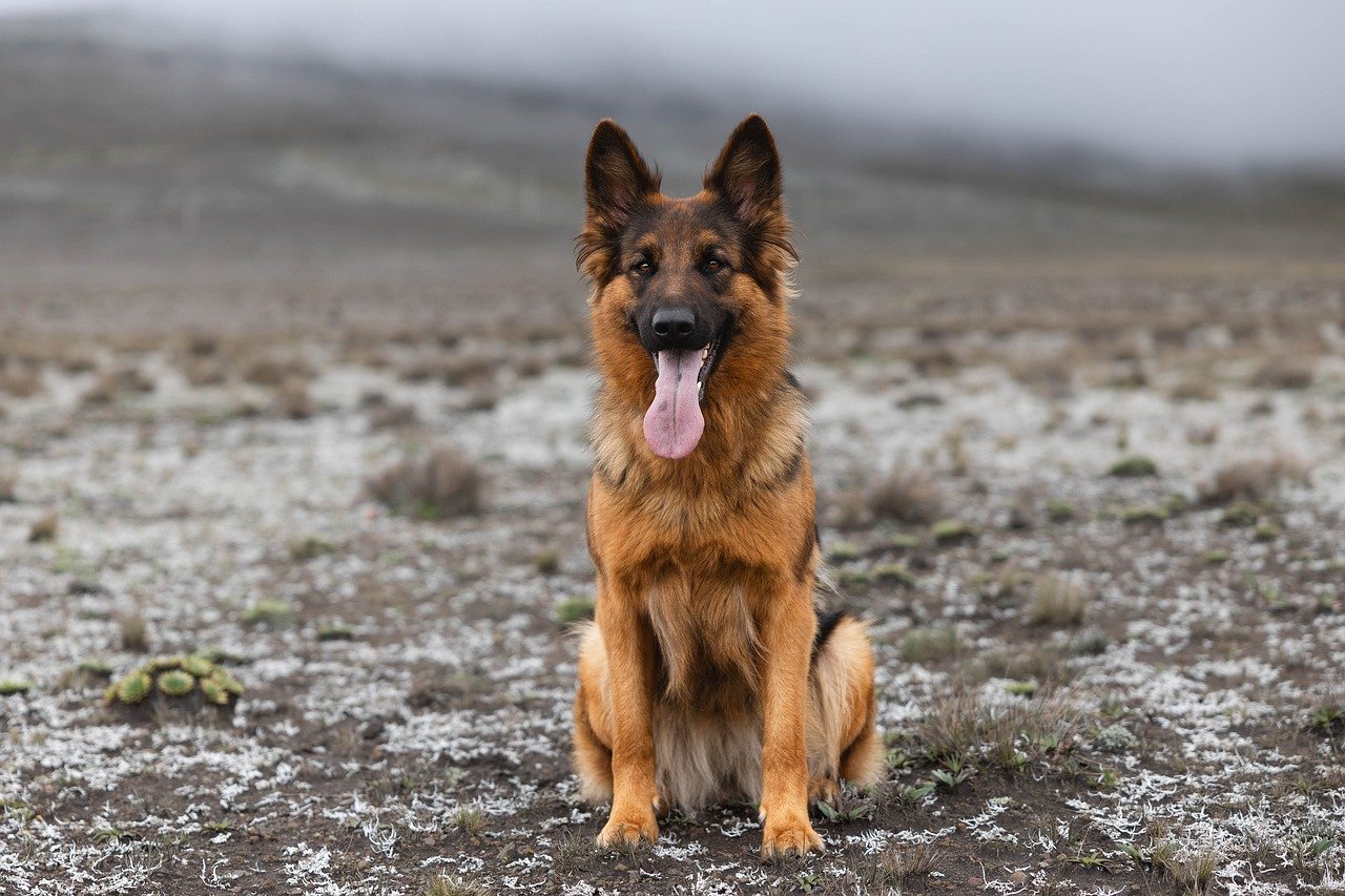 German Shepherd (image credits: pixabay)