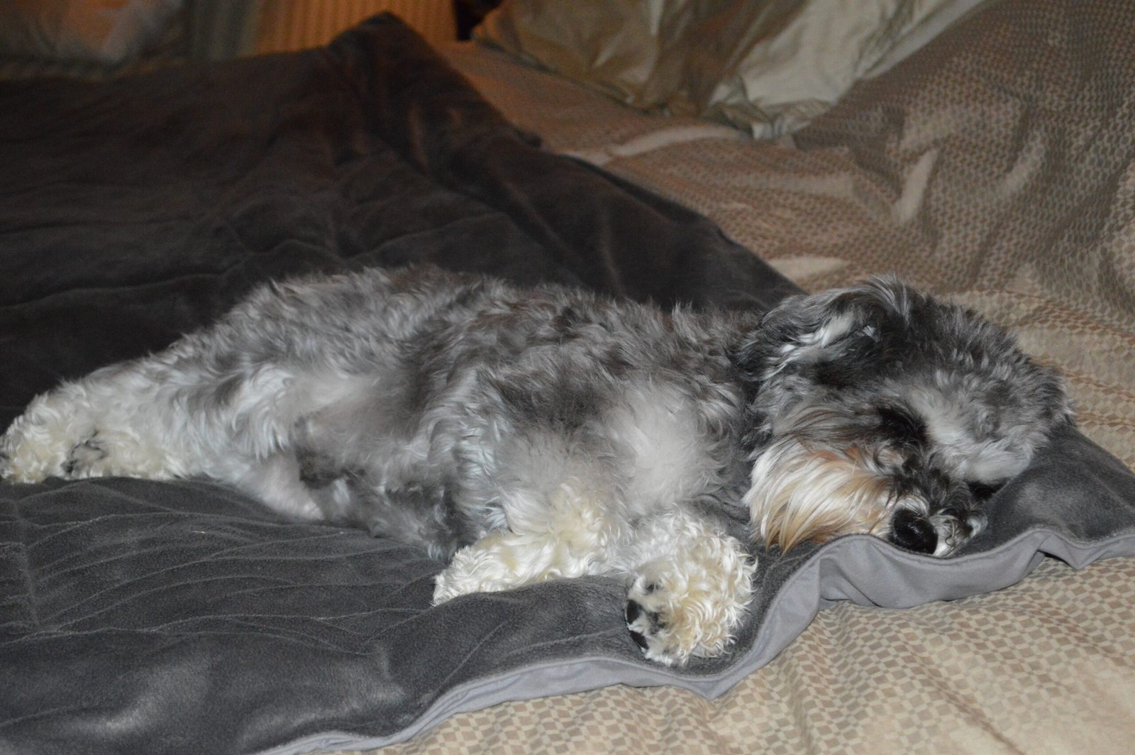 Miniature Schnauzer (image credits: wikimedia)