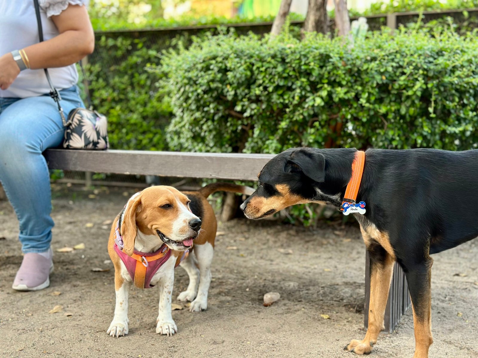 8 Ways to Help an Older Dog Get Along with a New Puppy