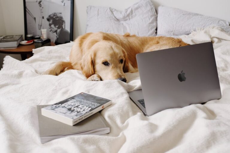 7 Tips for Dog Owners to Master Basic Commands When Life Gets Busy
