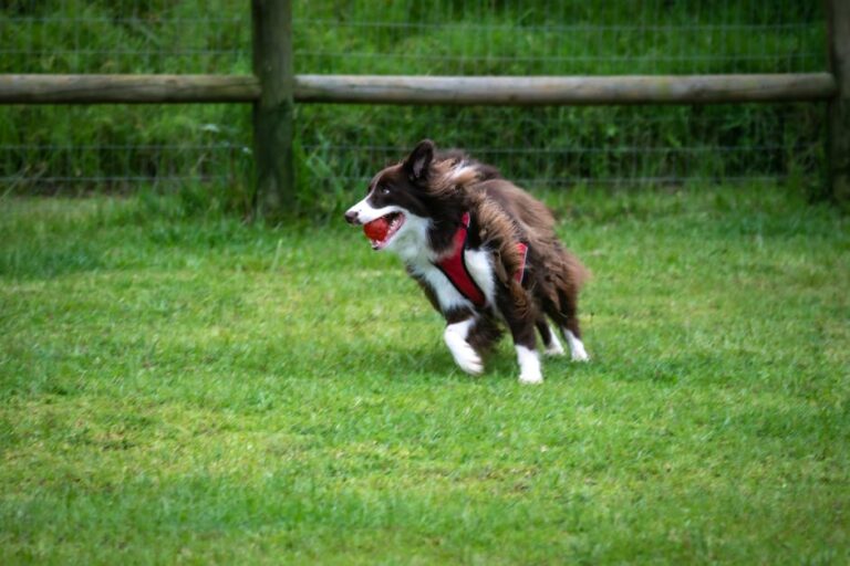 10 Common Training Mistakes New Owners Make with Border Collies—and How to Avoid Them