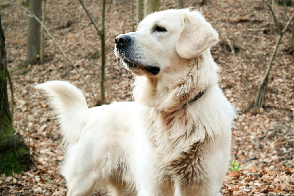 5 Clever Ways to Tackle the Messiest Shedding Seasons of a Golden Retriever