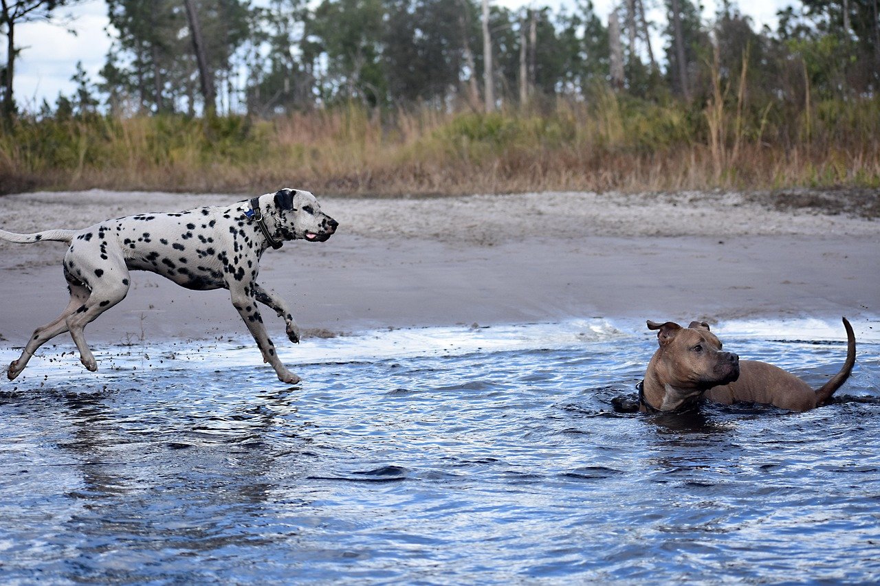 4. Affectionate Companions (image credits: pixabay)