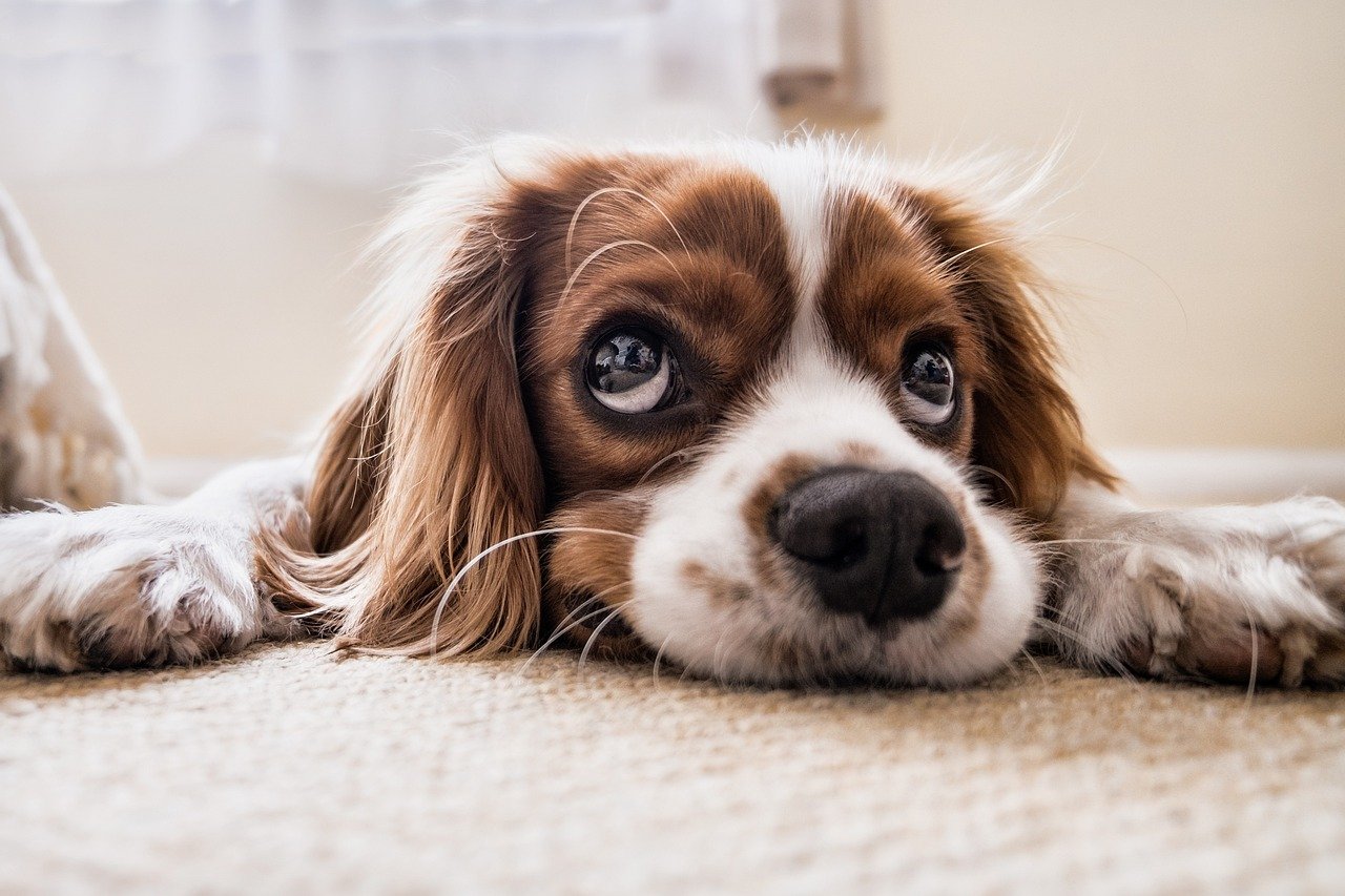 Cavalier King Charles Spaniel (image credits: pixabay)