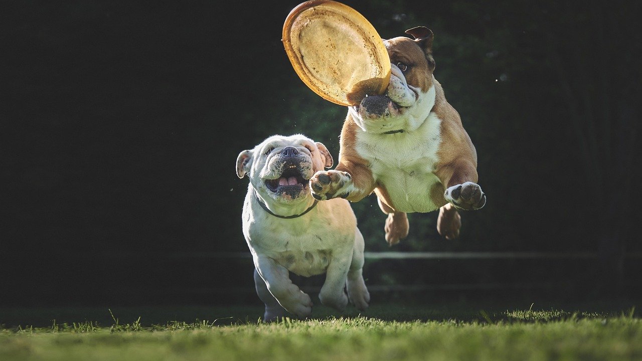 Bulldog (image credits: pixabay)