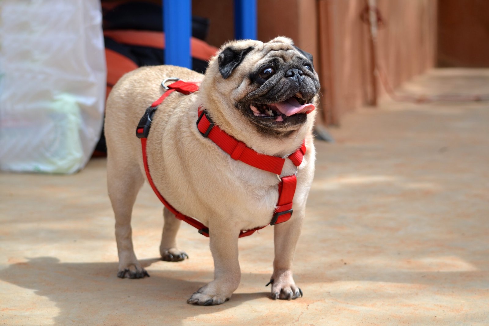 Pug (image credits: wikimedia)