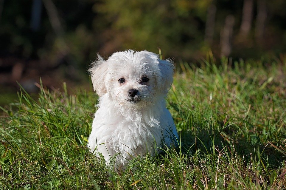 Maltese (image credits: wikimedia)