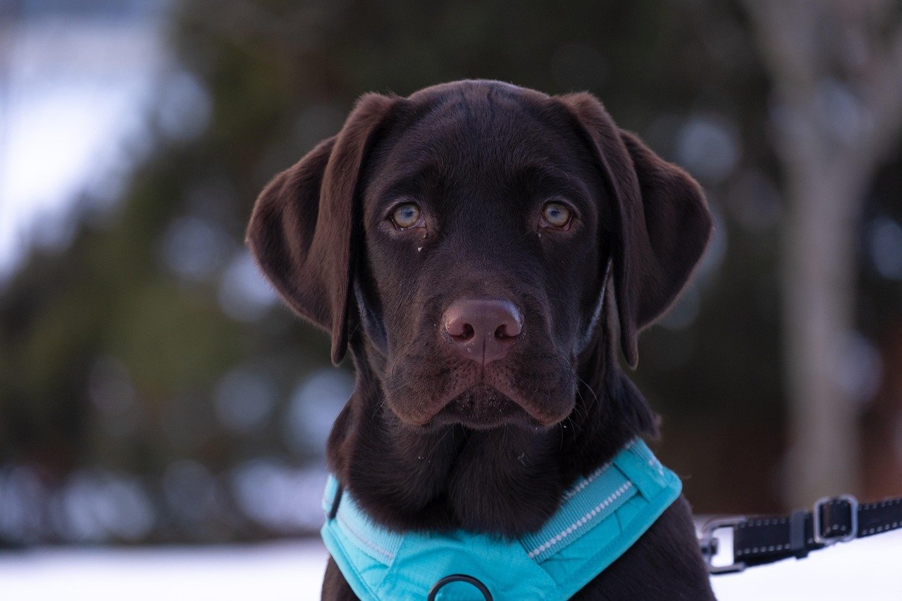 Labrador Retriever: The Intuitive Companion (image credits: pixabay)