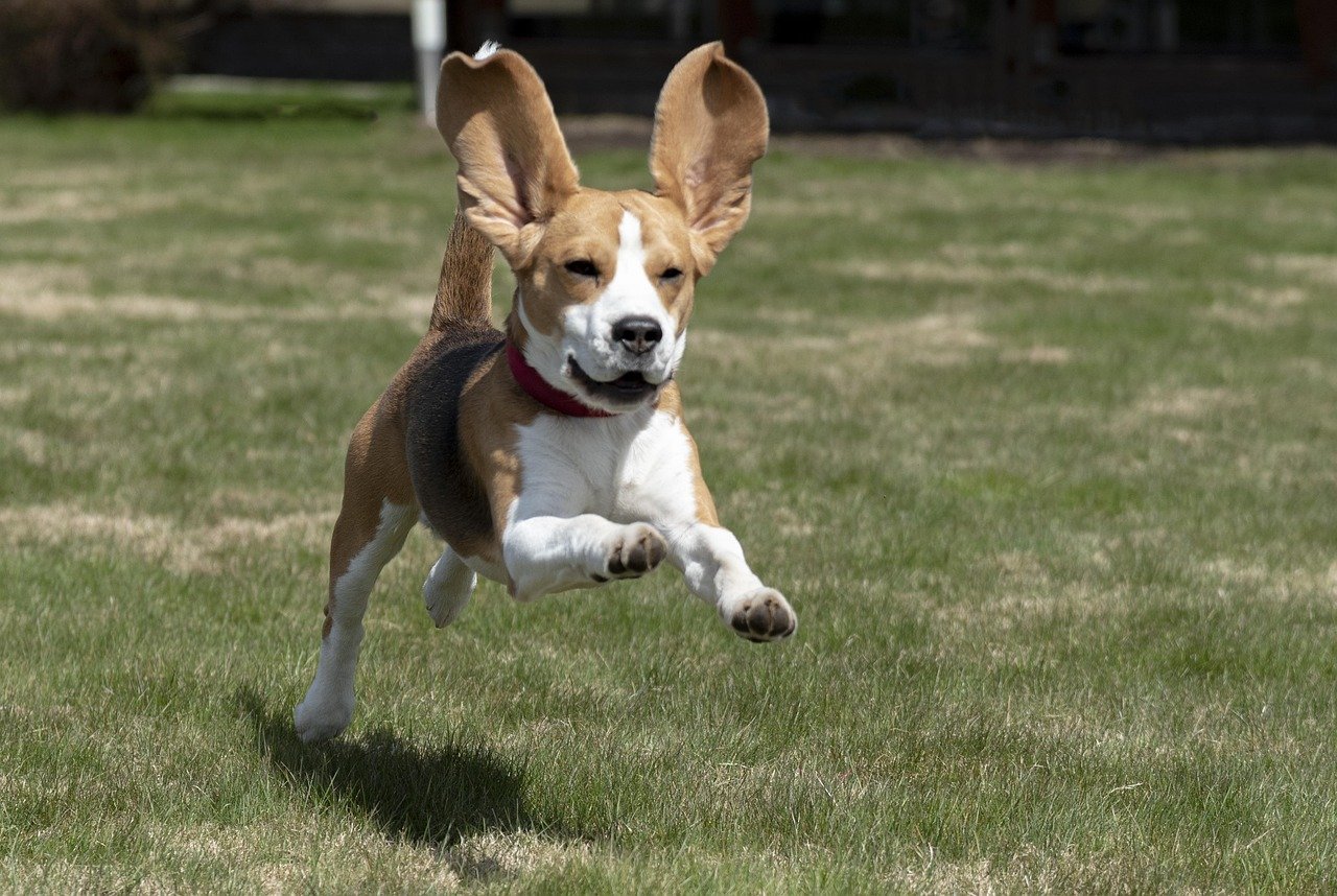 Beagle: The Curious Character Assessor (image credits: pixabay)