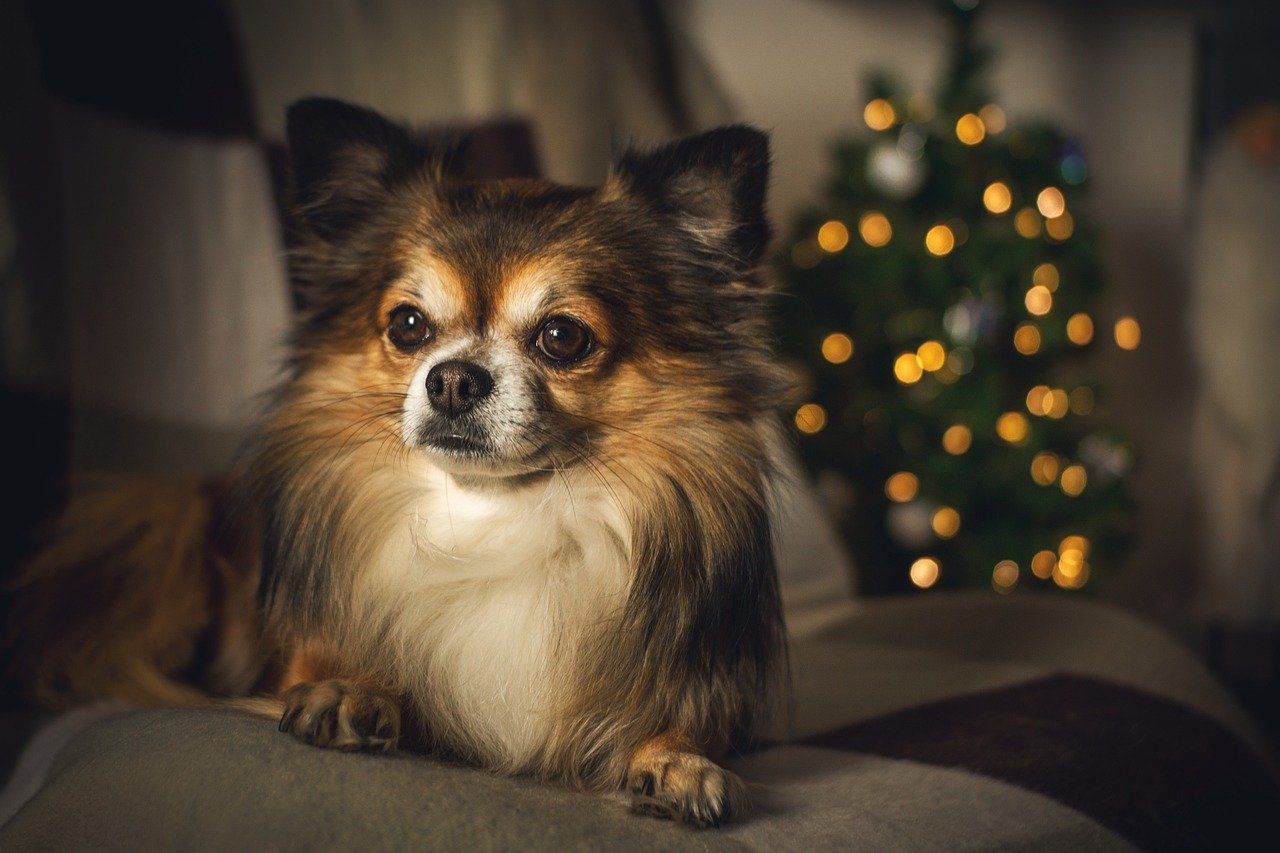 Chihuahua: The Tiny Watchdog (image credits: pixabay)