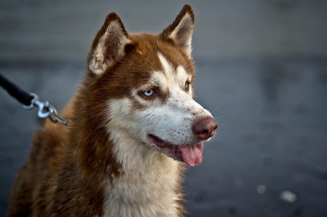 Siberian Husky: The Independent Assessor (image credits: pixabay)