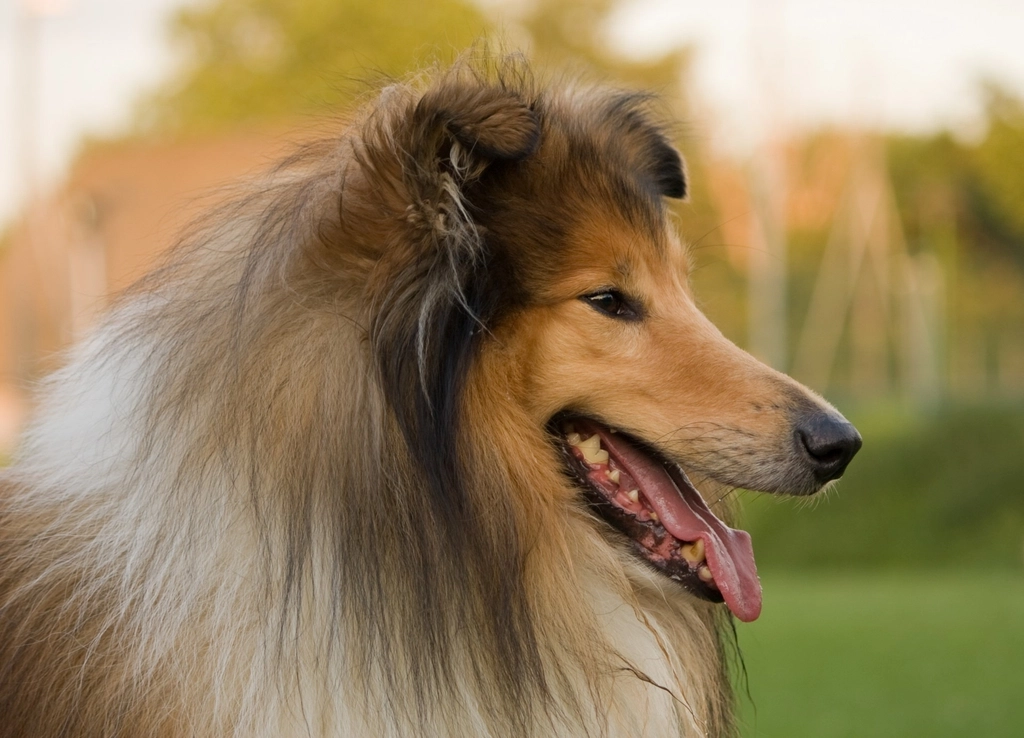 Collie: The Gentle Guardian (image credits: rawpixel)