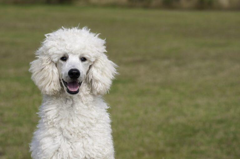5 Ways the Poodle Adapts to a Senior’s Quiet Lifestyle with Minimal Maintenance