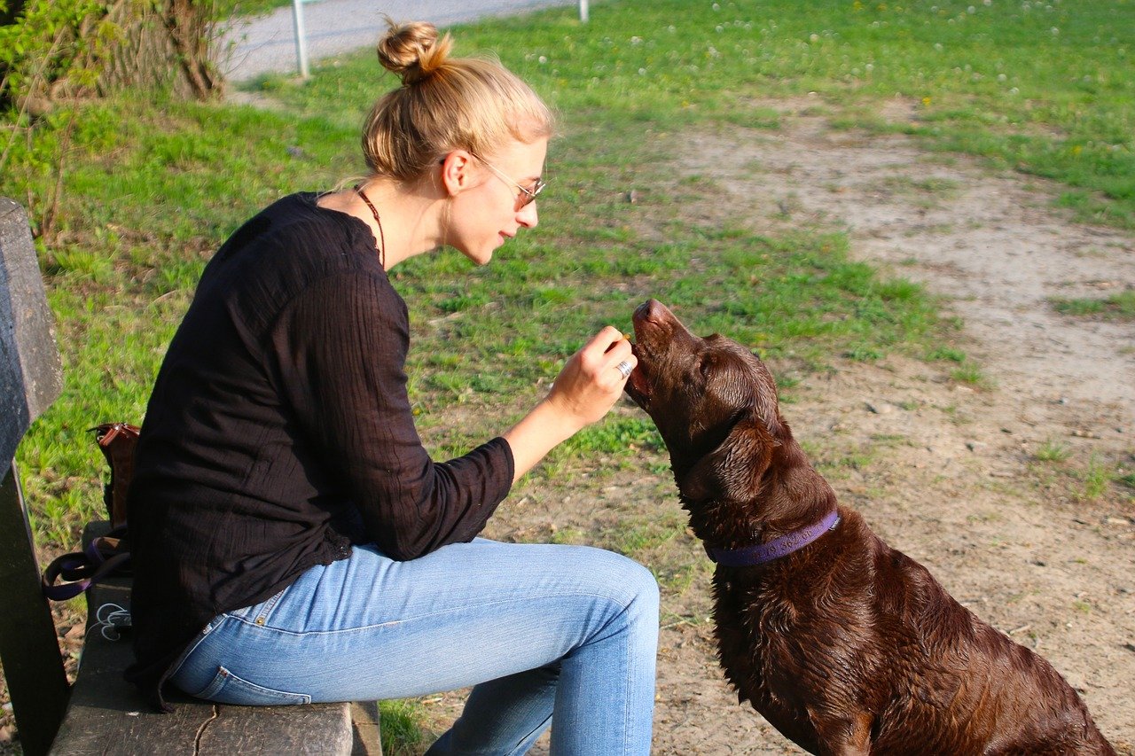 Use Positive Reinforcement Techniques (image credits: pixabay)