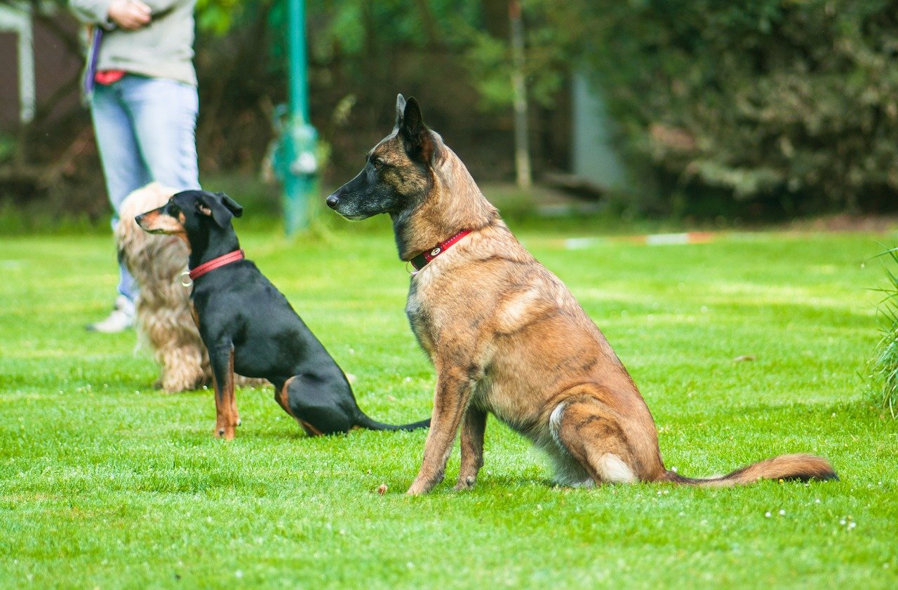 Enroll in a Dog Training Class (image credits: pixabay)