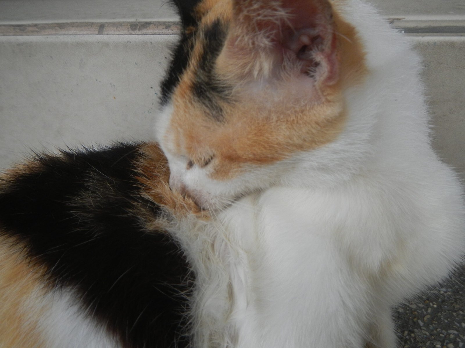 4. Excessive Grooming (image credits: wikimedia)
