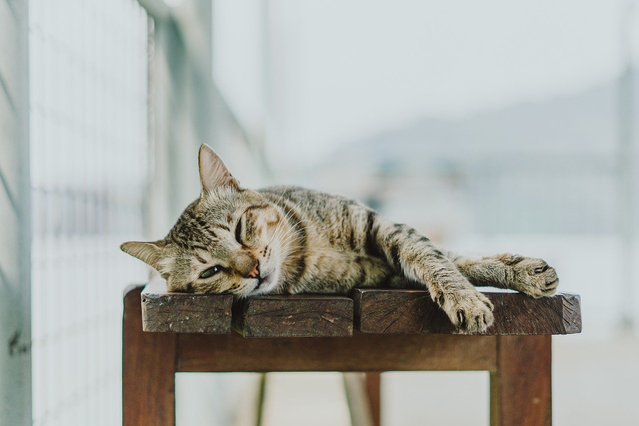 Ensure a Safe and Comfortable Environment (image credits: pixabay)