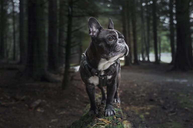 7 Budget-Friendly Tricks to Keep Your French Bulldog’s Coat Shiny and Healthy