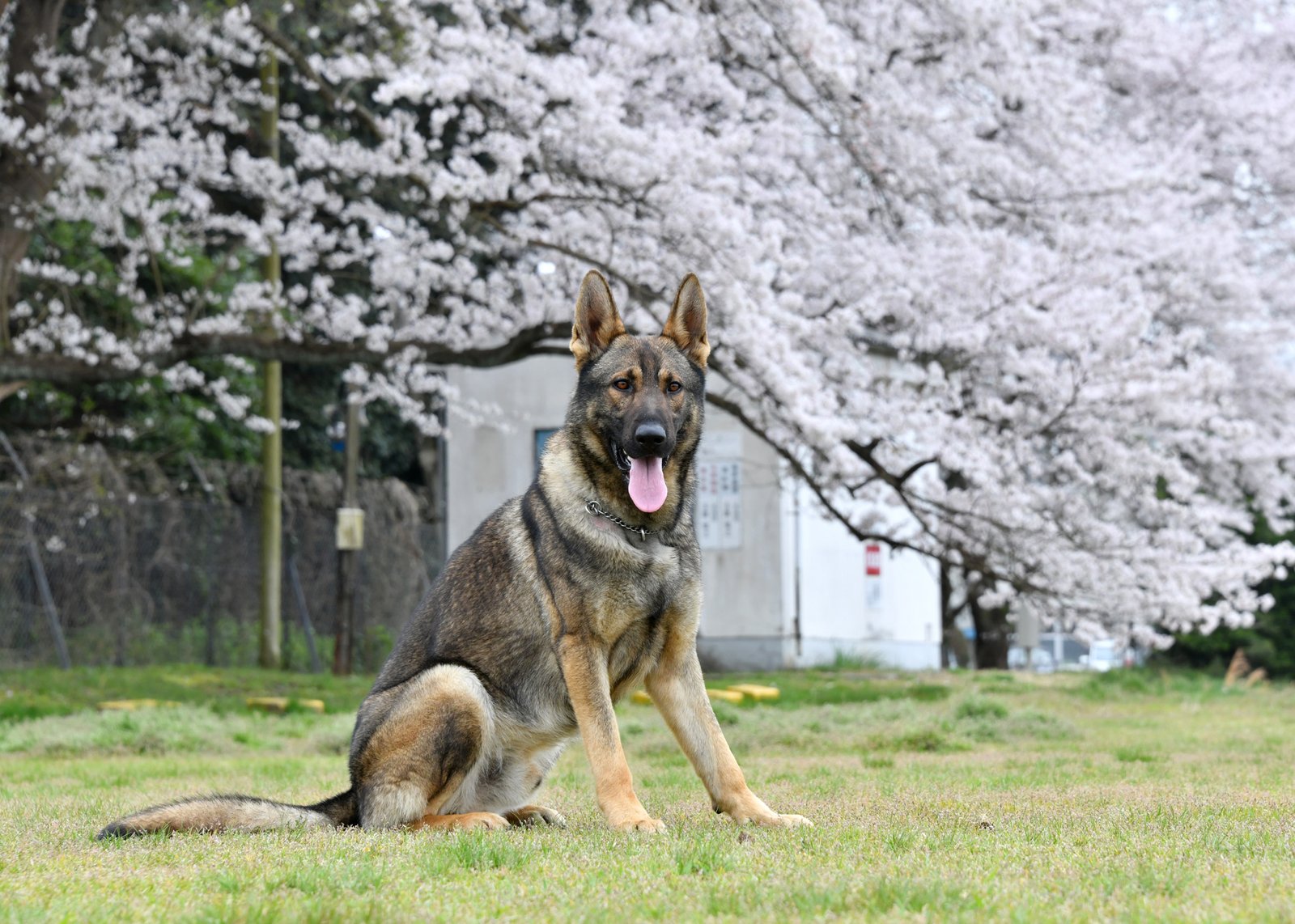 German Shepherd: The All-Rounder (image credits: wikimedia)