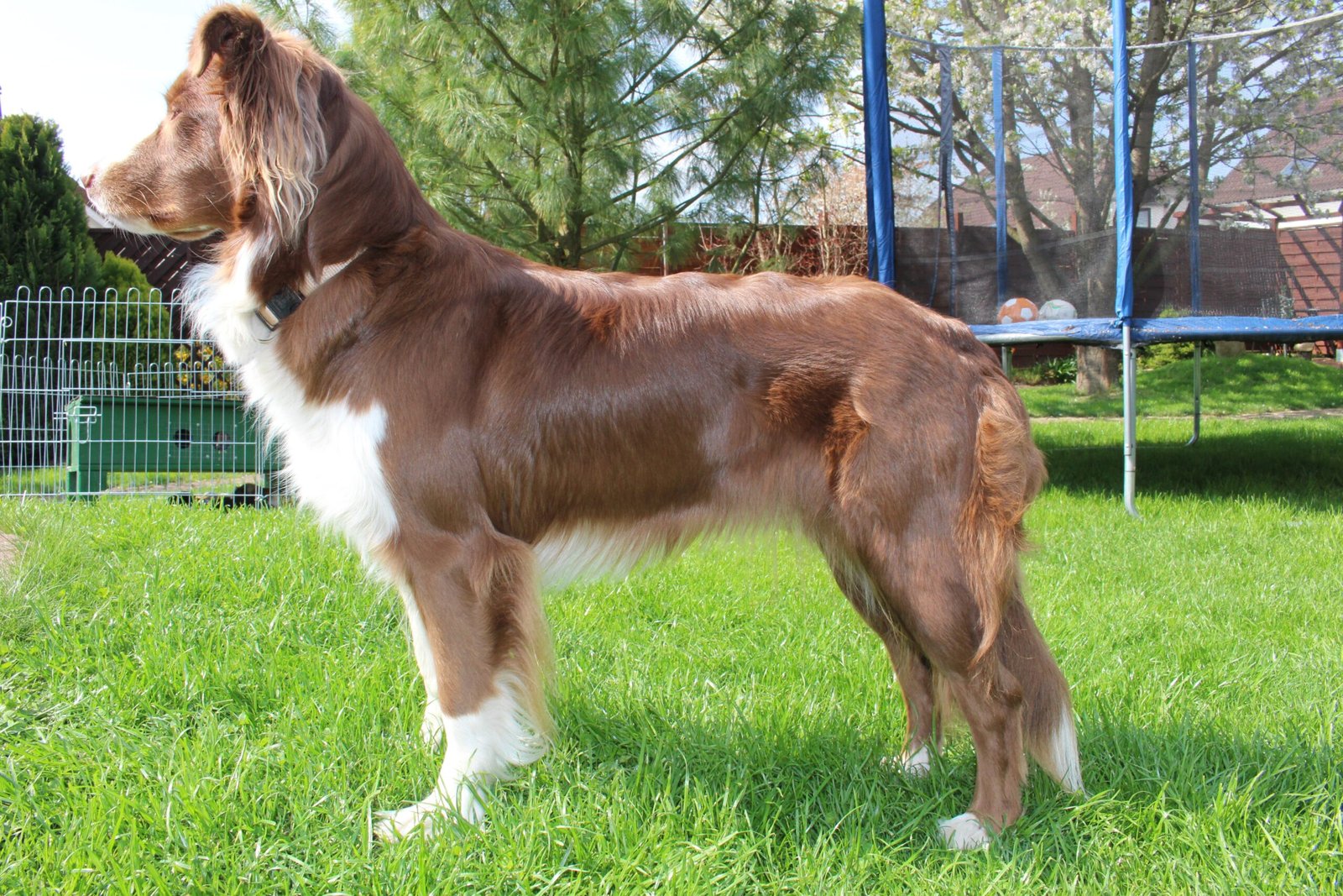 Australian Shepherd: The Agile All-Rounder (image credits: wikimedia)