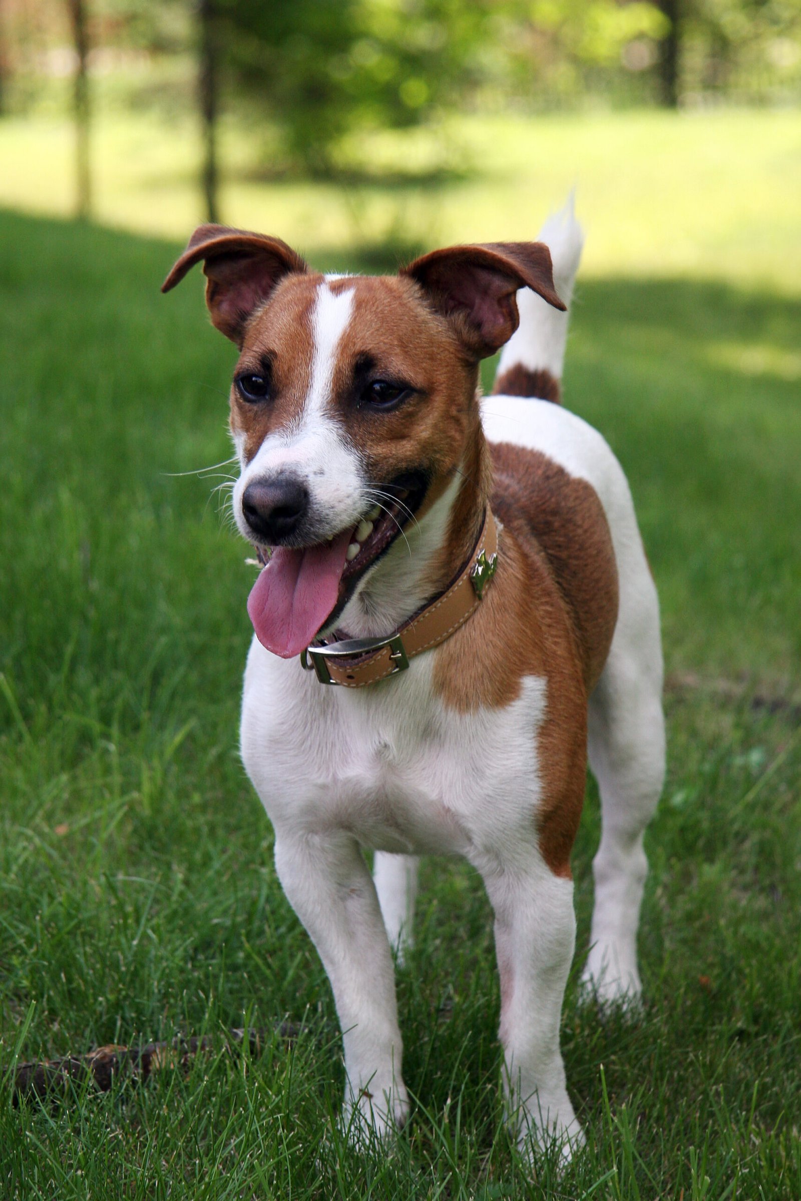 Jack Russell Terrier: The Energetic Exterminator (image credits: wikimedia)
