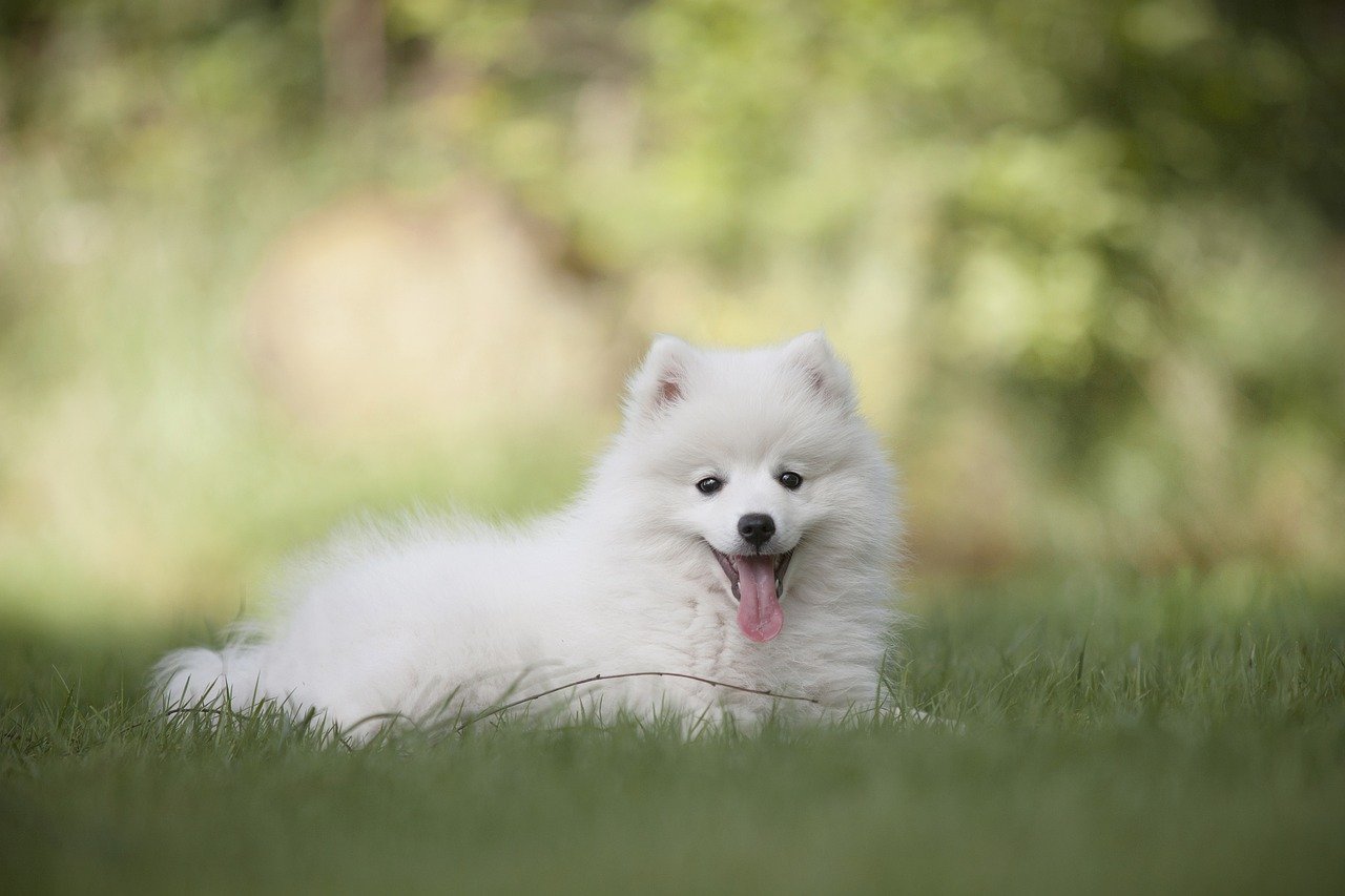Unconditional Love and Loyalty (image credits: pixabay)