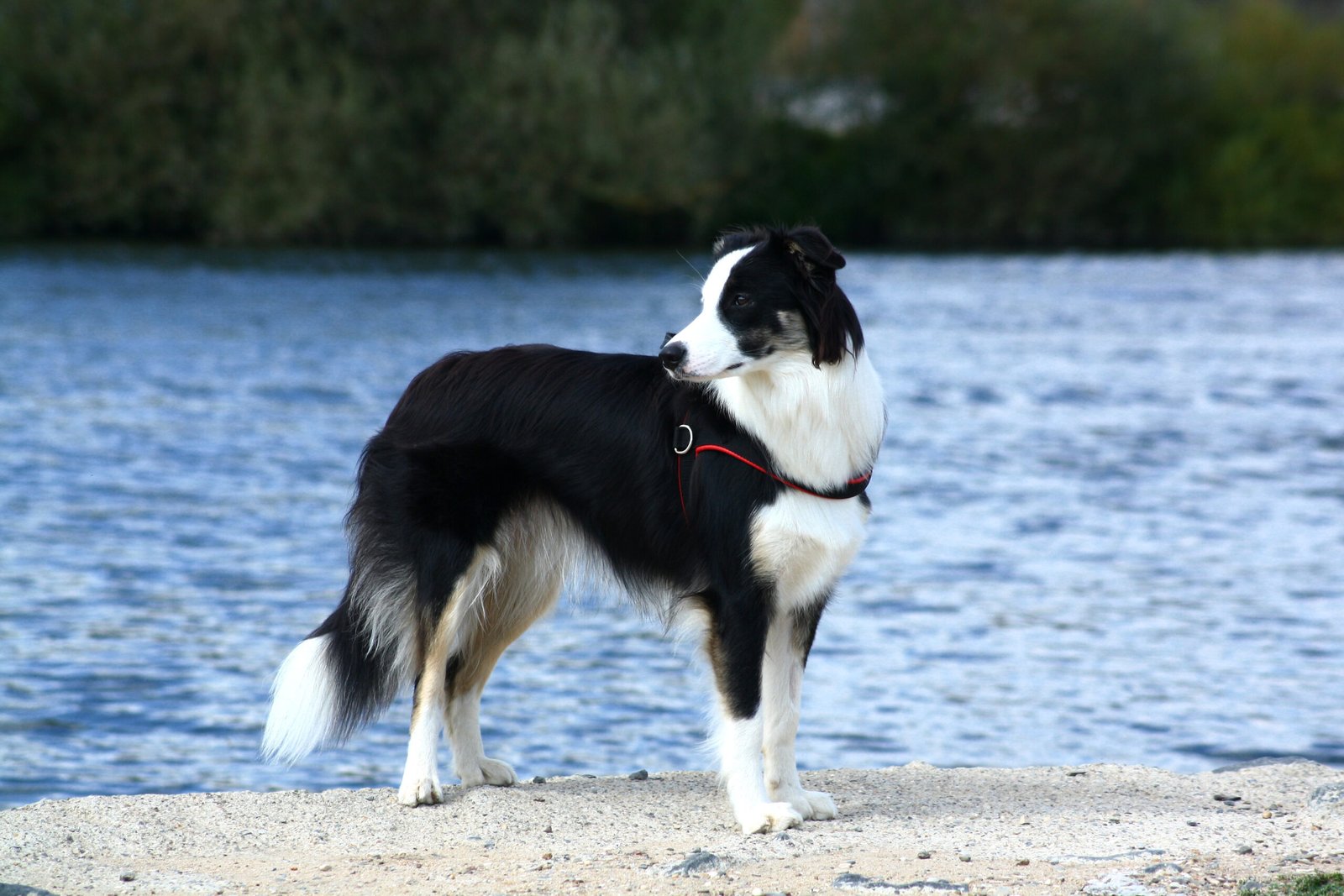 5. The Hardy Border Collie (image credits: wikimedia)