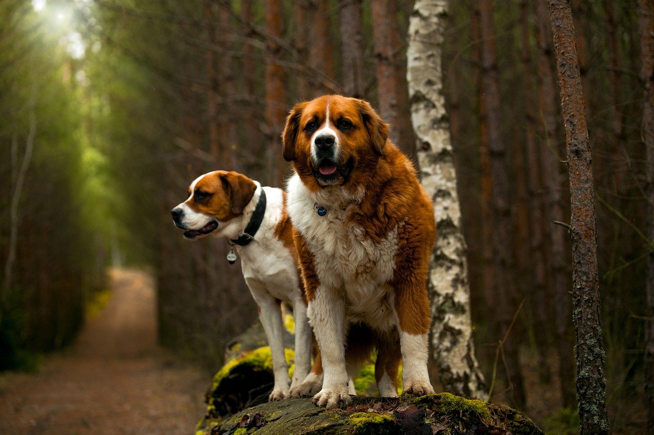 9. The Steady Saint Bernard (image credits: pixabay)