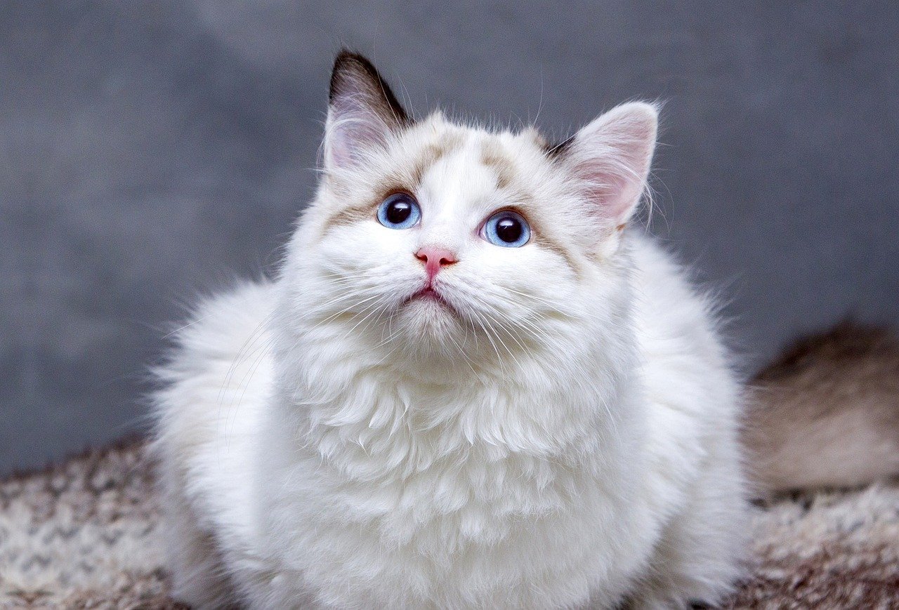 Understanding Your Cat's Behavior (image credits: pixabay)